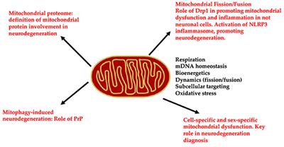 Editorial: Mitochondrial dysfunction as a target in neurodegenerative diseases